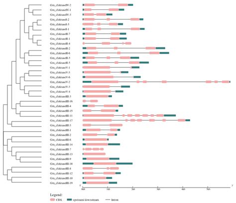 Exon Intron Analysis Of Chitinase Genes Of Soybean Graphic Download Scientific Diagram