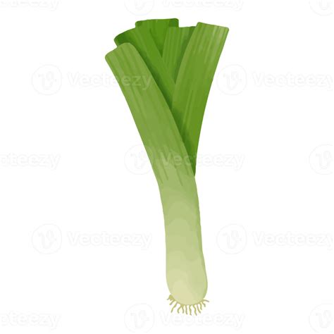 Watercolor Leek Hand Painted Vegetables Clipart Png