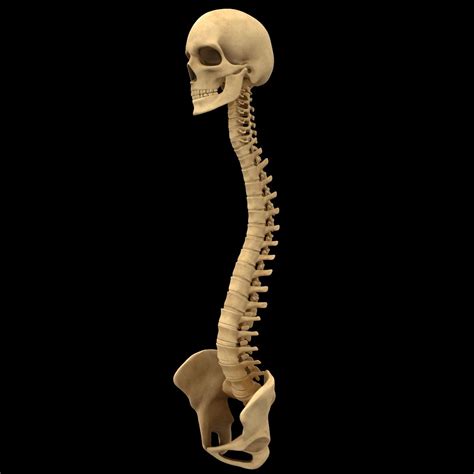 Spine Anatomy Skull Spinal Column D Model Ds C D Fbx Obj