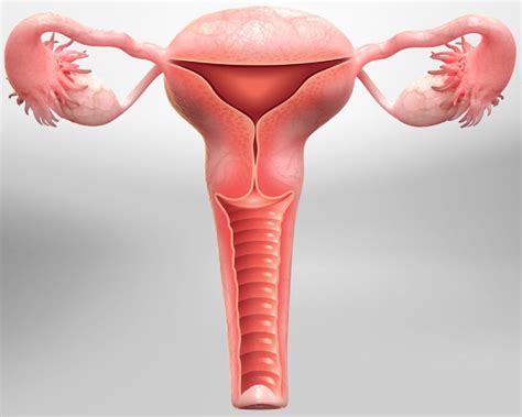 Hysterectomy Surgery Cost In Hyderabad Top Surgeon In Hyd