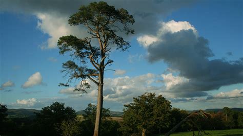 Scots Pine Pinus Sylvestris British Trees Woodland Trust