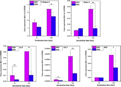 The Expression Of Osteogenic Genes COL I Runx 2 ALP OCN And BSP From