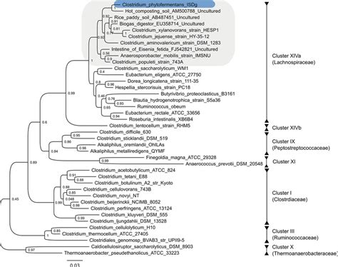 Neighbor Joining Tree Of C Phytofermentans And Related Taxa Within The