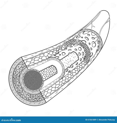 Structure Of The Blood Vessel Medical Vector Stock Vector