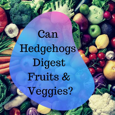 Hedgehog Food: What’s the best diet? - Hedgehog Advice