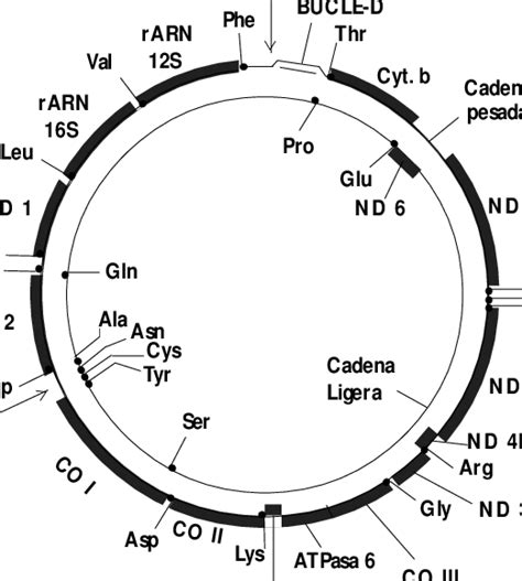 Mapa Gen Tico Del Dna Mitocondrial Humano Se Representa Las Dos Hebras