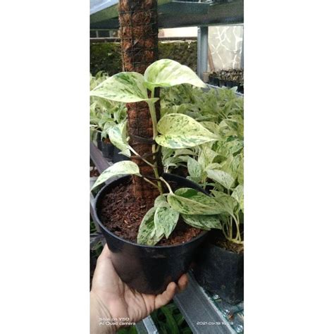 Jual Tanaman Air Sirih Gading Variegata Marble Queen Epipremnum Serap