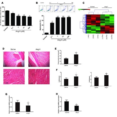 Effect Of Angiotensin Ii Ang Ii On Human Umbilical Vein Endothelial