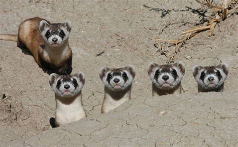 Black-footed Ferret Rediscovery Day - CMZoo