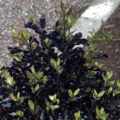 Pittosporum Tenuifolium Dark Diva Un Arbuste De Climat Doux Au Feuillage Pourpre