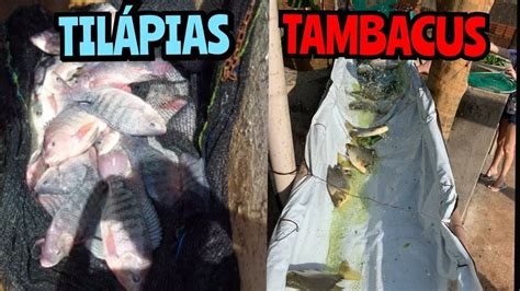 Despesca De Til Pias E Manejo Dos Tambacus Piscicultura Lemes Youtube