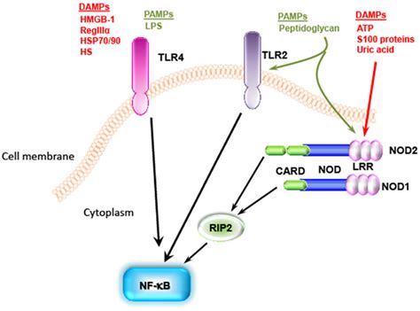 Frontiers Various Forms Of Tissue Damage And Danger Signals Following