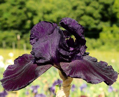 Dusky Dancer Tall Bearded Iris Nola S Iris Gardens