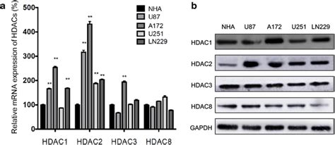 Expression Of HDAC 1 2 3 And 8 In GBM Cells The MRNA A And