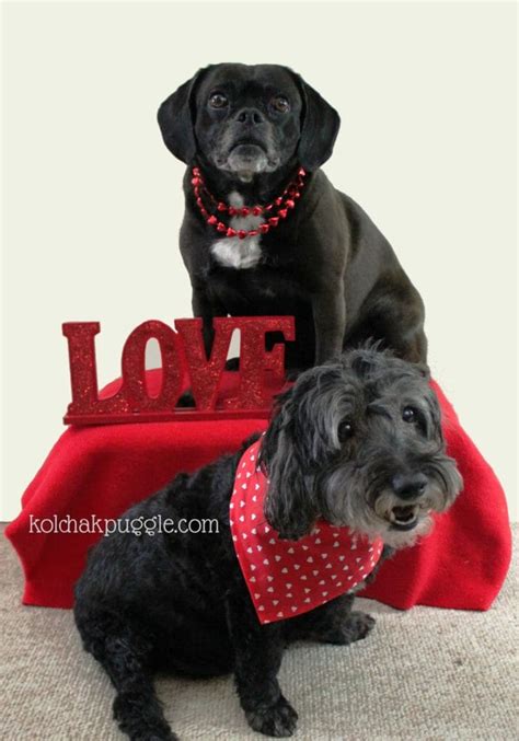 $5 Photos Shoots: Easy DIY Valentine's Day Dog Photos - Kol's Notes