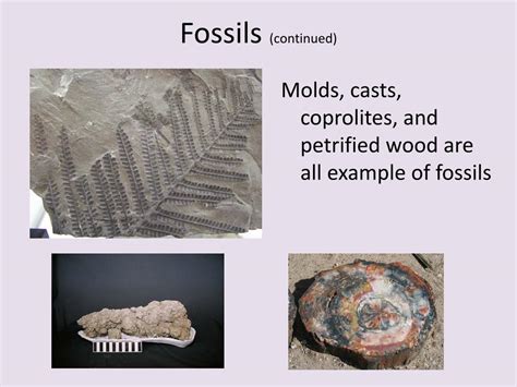 Ppt T5 Fossils And The Rock Records Powerpoint Presentation Free