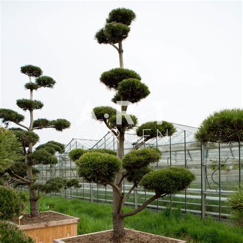 Arbres Nuage Japonais Pour Ext Rieur Original R Sistant Pinus Mugo