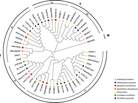 Frontiers Genome Wide Identification And Expression Pattern Analysis