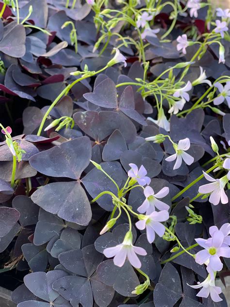 Purple Shamrock Plant