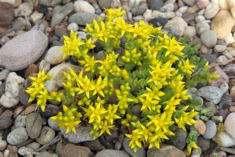 Stonecrop Ground Cover