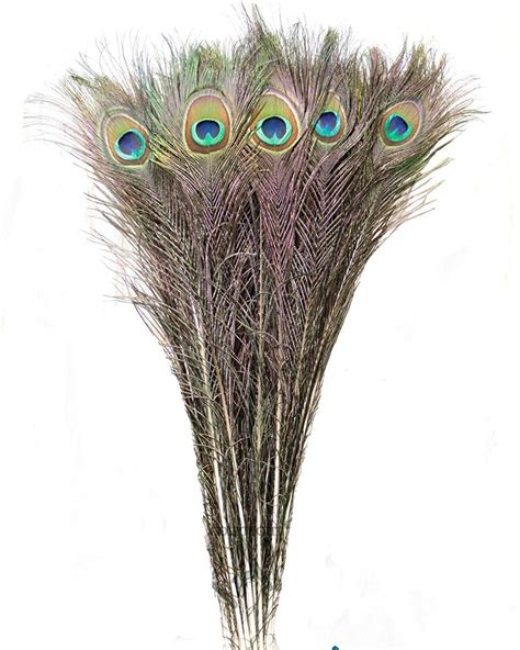 Urbans Hub Peacock Feather Mayur Pankh Feather Tails Mayura Pincha Feather For Decoration