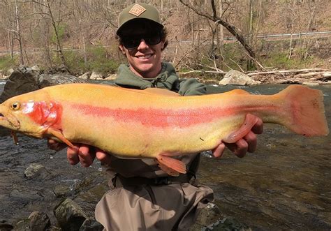 Pa Trout Stockng Schedule Schedule