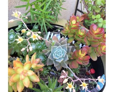 Ghost Plant Graptopetalum Paraguayense Care And Propagation