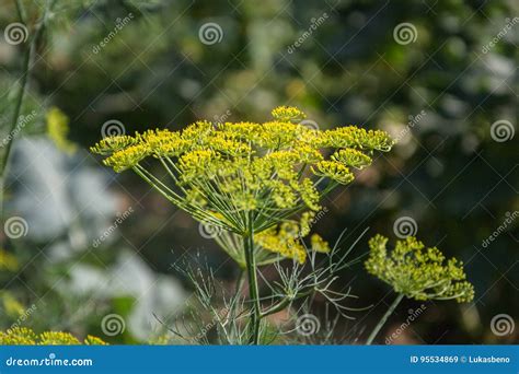 Flowering Green Dill Herbs Plant In Garden Anethum Graveolens Closeup