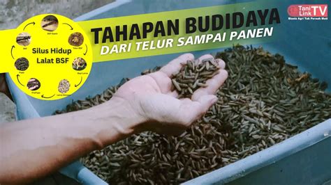 Cara Sukses Budidaya Maggot BSF Dari Telur Hingga Siap Panen YouTube