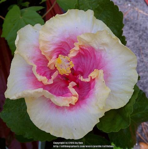 Tropical Hibiscus Hibiscus Rosa Sinensis Cajun Princess In The