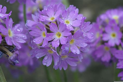 1 000 Free Primrose Evening Primrose Images Pixabay