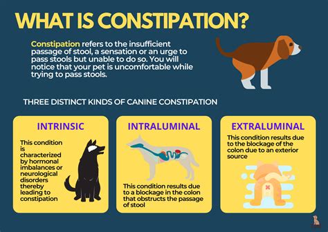 Simple Need-To-Know Guide To Constipation In Dogs | Bark For More