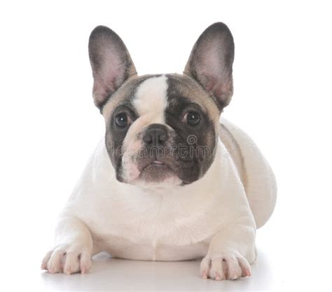 Female French Bulldog Puppy Stock Image Image Of Indoors Canine