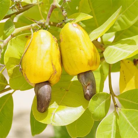 M Tech Gardens Hybrid Cashew Apple Anacardium Occidentale Fruit Seeds