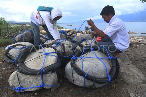 PRAKTEK BUDI DAYA RUMPUT LAUT ANTARA Foto