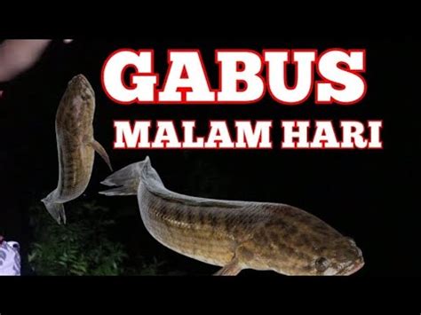 Berburu Ikan Gabus Di Malam Hari Vlog 4u Mancingmania YouTube