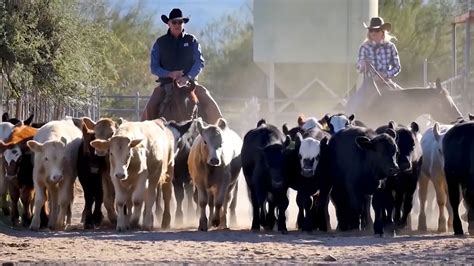 Cattle Ranches For Sale Mason Morse Ranch Company