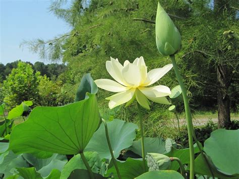 Nelumbo lutea | Mellow Marsh Farm