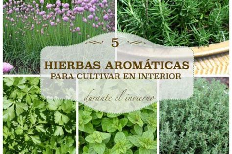 5 hierbas aromáticas para cultivar en interior POT Store