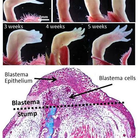 (PDF) Nerve roles in blastema induction and pattern formation in limb ...