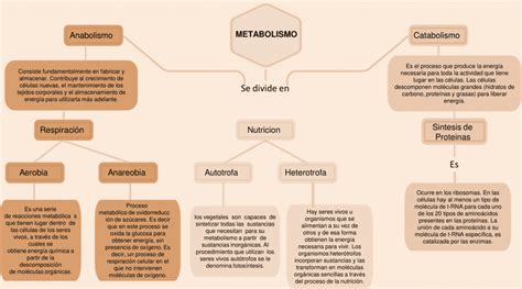 Mapas Conceptuales Del Metabolismo 【descargar】