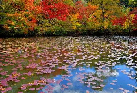 Pictures Foliage Autumn Nature Pond