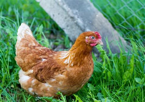 Golden Comet Chicken What To Know Before Buying One
