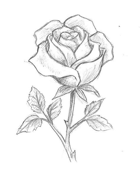 Pin By Jeremy Walters On Roses In Art Drawings Sketches Simple