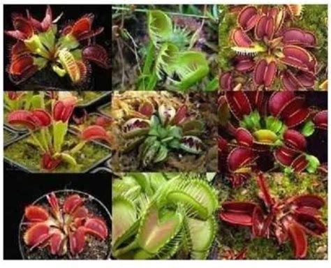 100pcs VENUS FLYTRAP OF SUPERB GIANT VARIETIES carnivorous plant Dionea ...