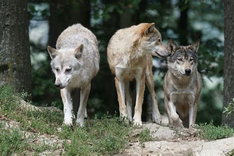 Zo Gedraag Je Je Als Je Oog In Oog Staat Met Een Wolf Het Kan Je Leven Redden Pagina 2 Van 2