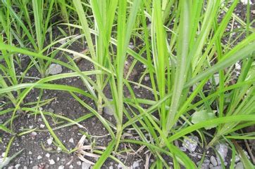 Yellow Nutsedge, Tiger nut Edible Plant