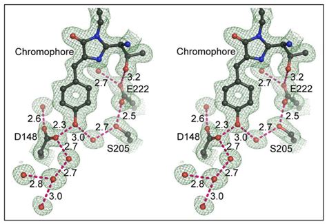 Ultrafast Excited State Dynamics In The Green Fluorescent Protein