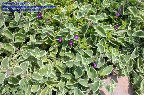 Plantfiles Pictures Plectranthus Indian Borage Spanish Thyme