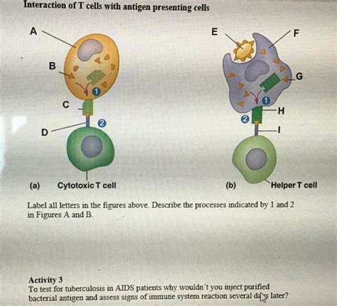 Solved Interaction of T cells with antigen presenting cells | Chegg.com